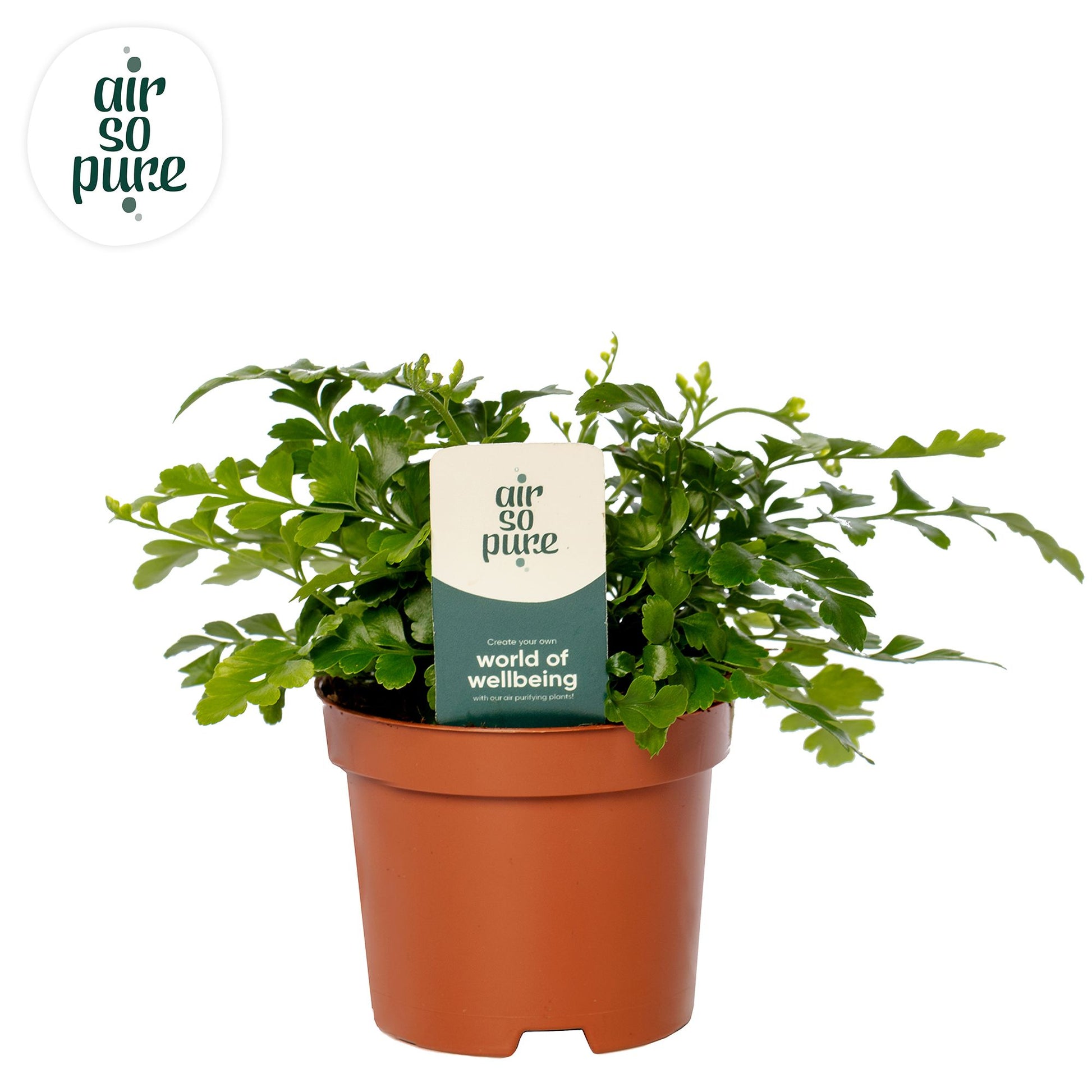 Asplenium Parvati 15cm 9cm Pot