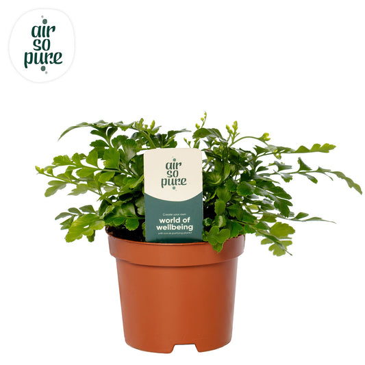 Asplenium Parvati 15cm 9cm Pot
