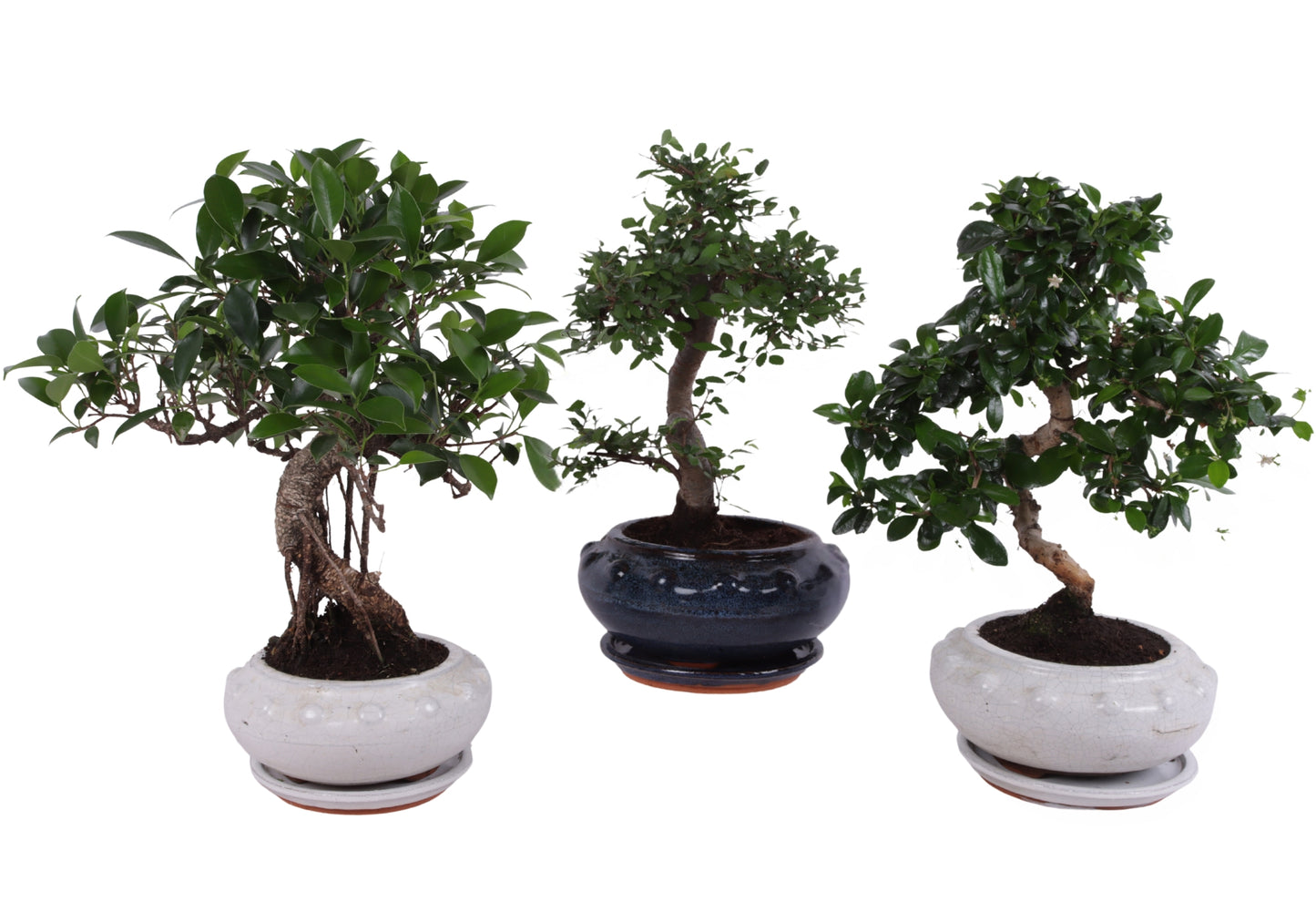 Bonsai mix 40cm 19cm Pot
