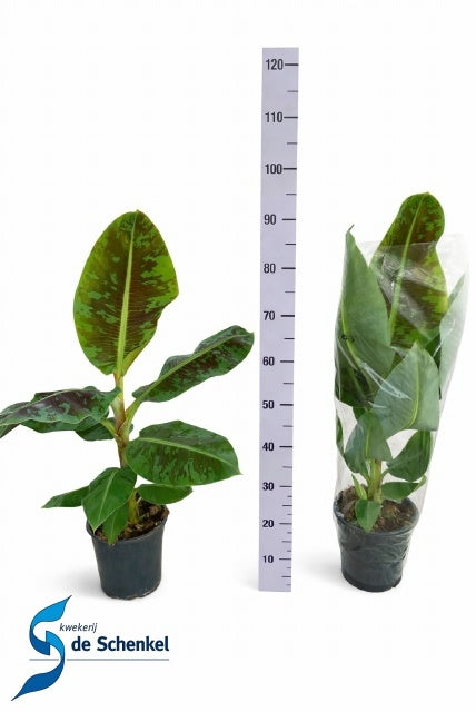 Musa Dwarf Cavendish 130cm 21cm Pot