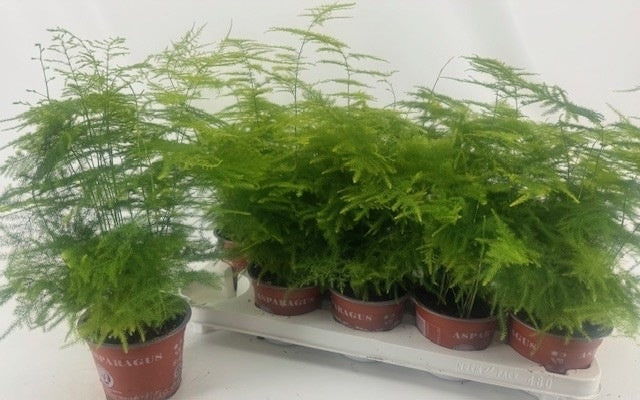 Asparagus setaceus 35cm 12cm Pot