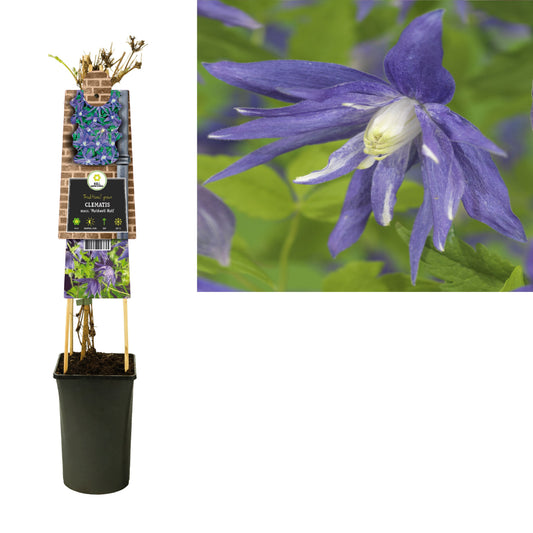 Clematis macr. Maidwell Hall 75cm 17cm Pot