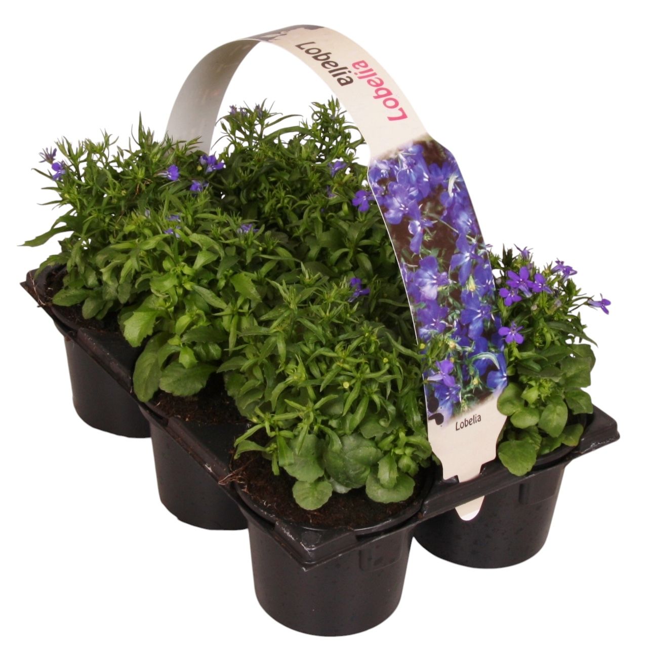 Lobelia Compacta blue 15cm 9cm Pot