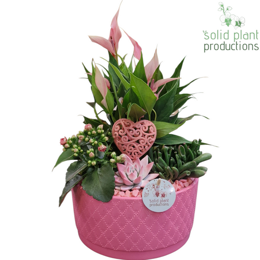 arr. Anthurium AE004PV 42cm 22cm Pot