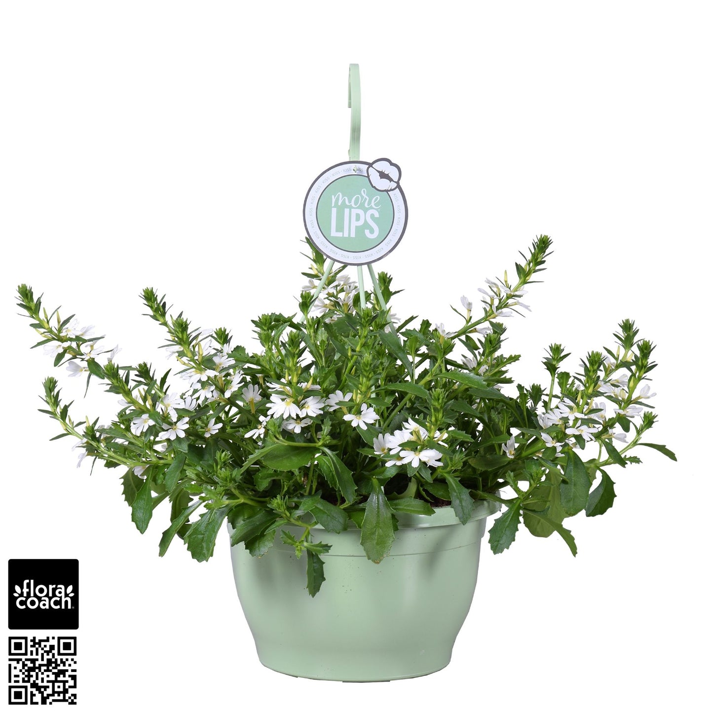 Scaevola White Touch 50cm 25cm Pot