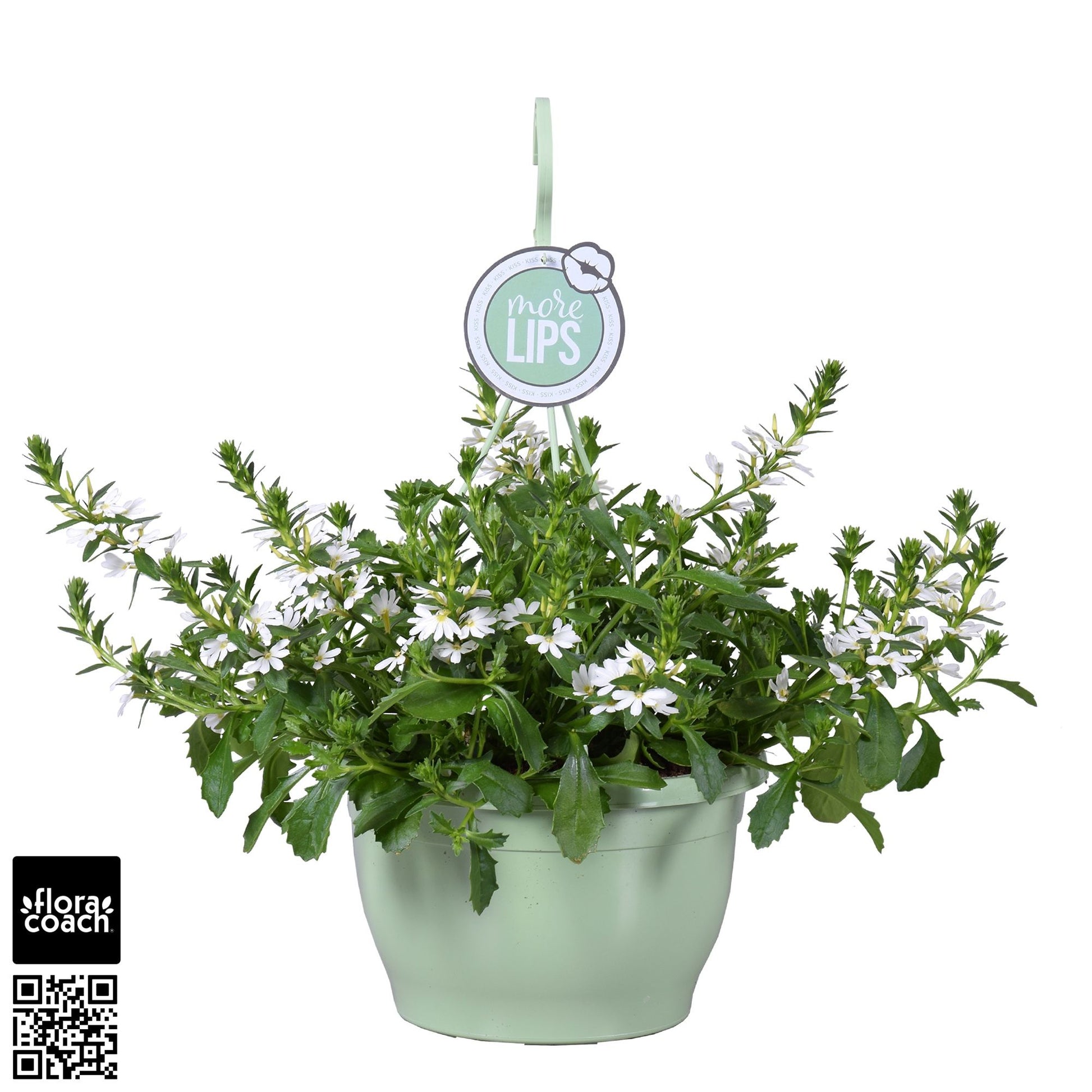 Scaevola White Touch 50cm 25cm Pot