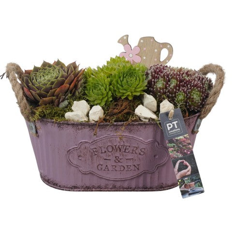 PTS7342 Arrangementen Sempervivum 20cm 24cm Pot