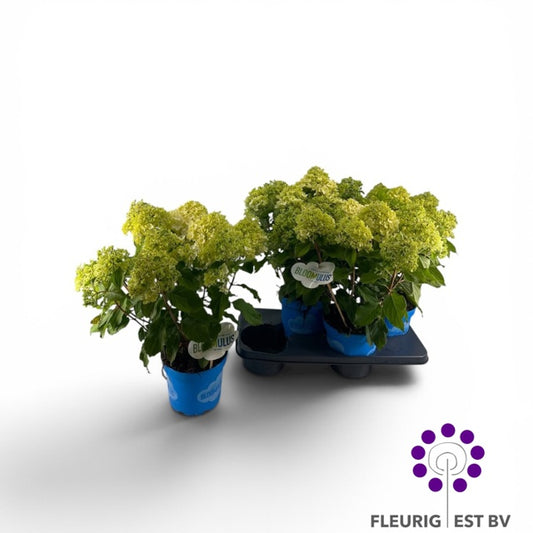 Hydrangea pan. Bloomulus Stratix 50cm 18cm Pot