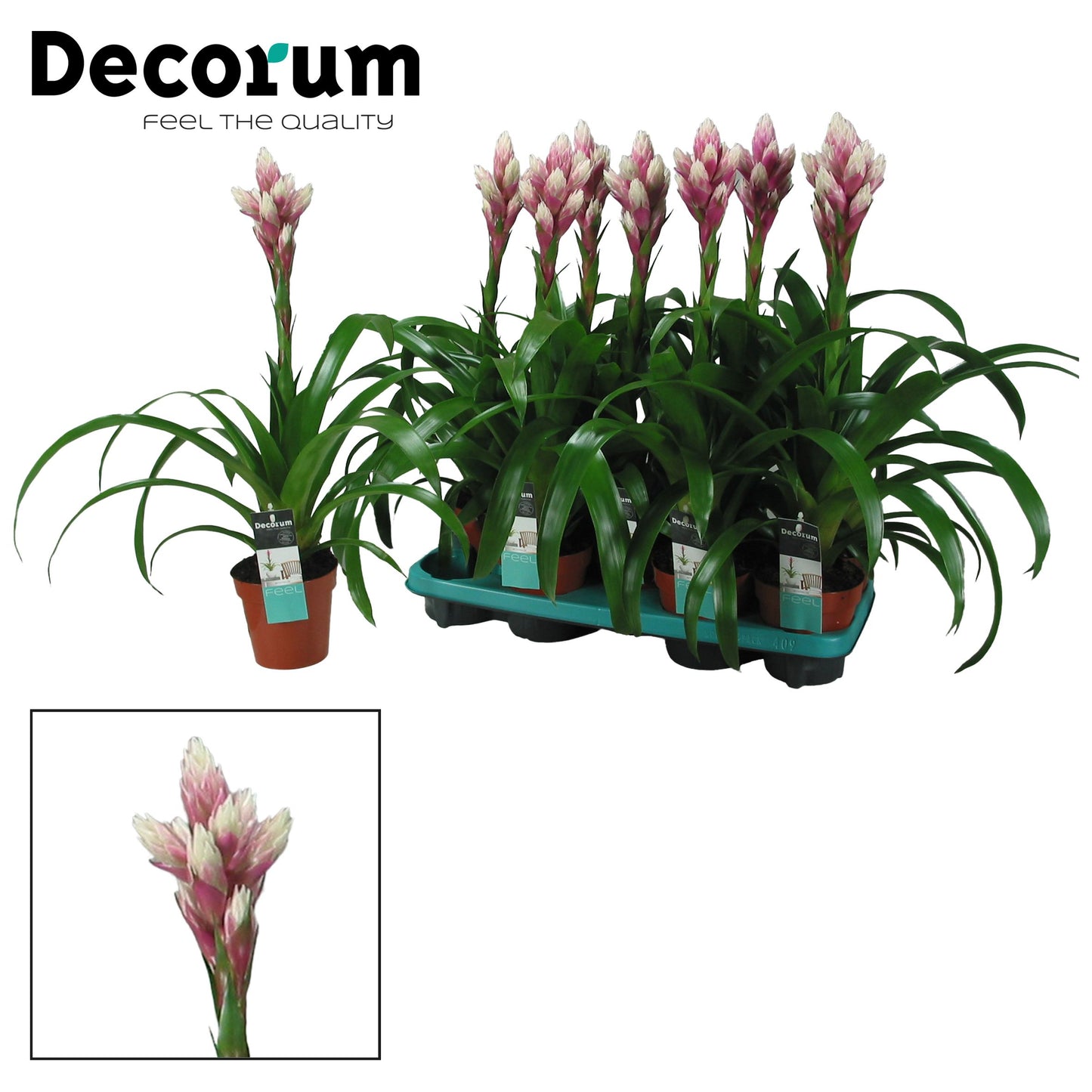 Guzmania Candy 55cm 13cm Pot
