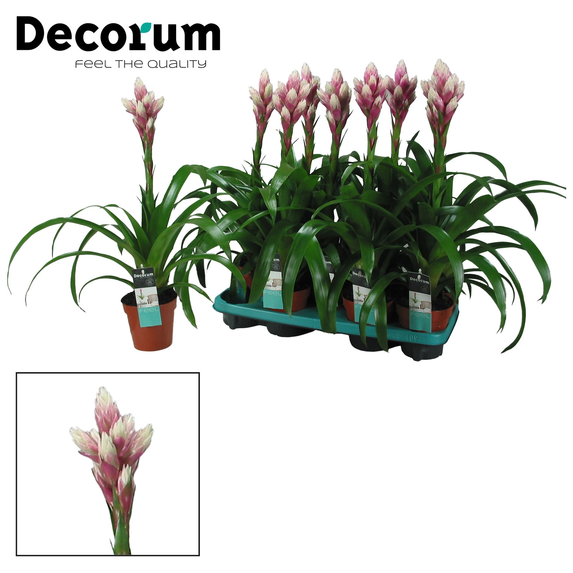 Guzmania Candy 55cm 13cm Pot