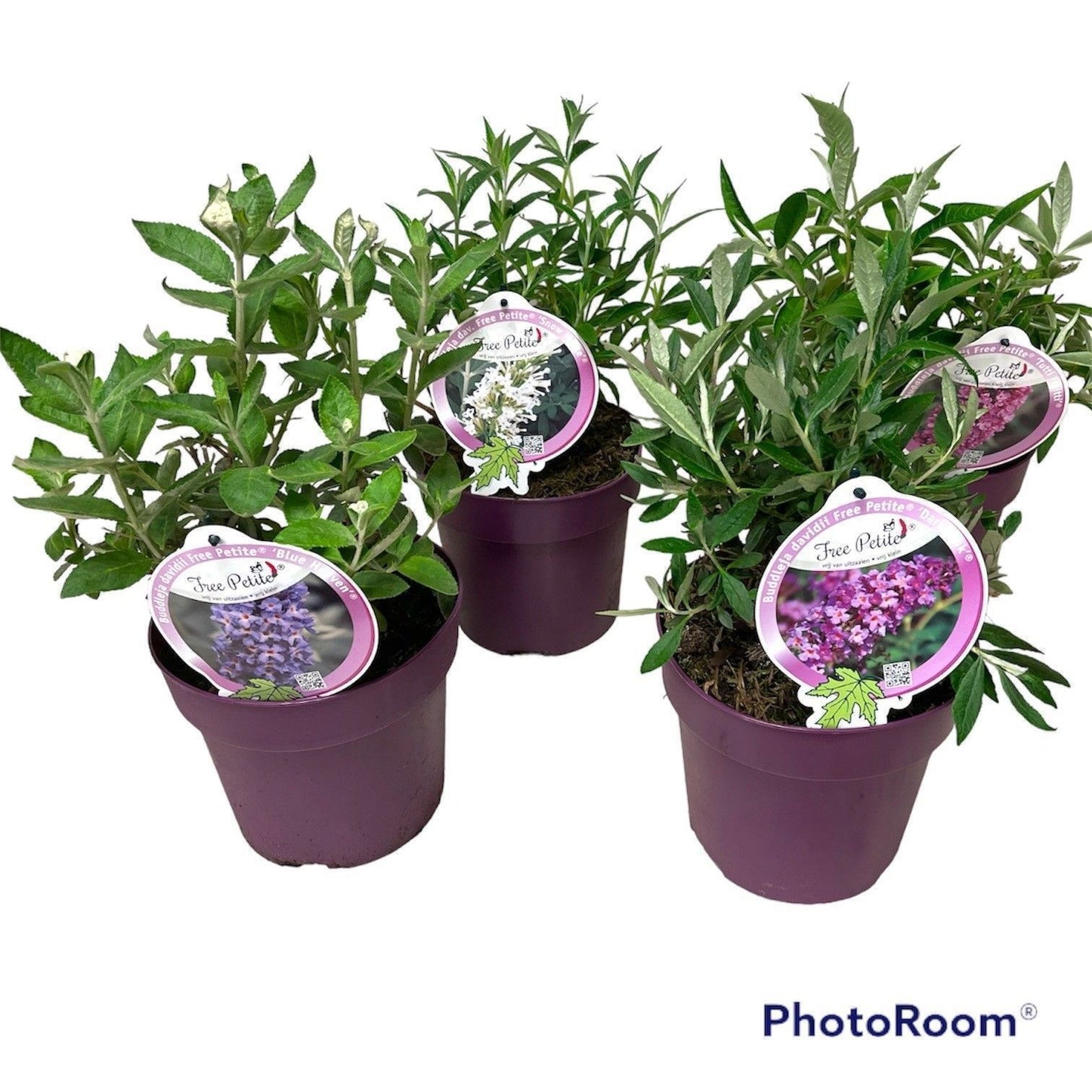 Buddleja davidii mix 35cm 19cm Pot