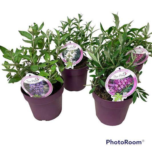 Buddleja davidii mix 35cm 19cm Pot