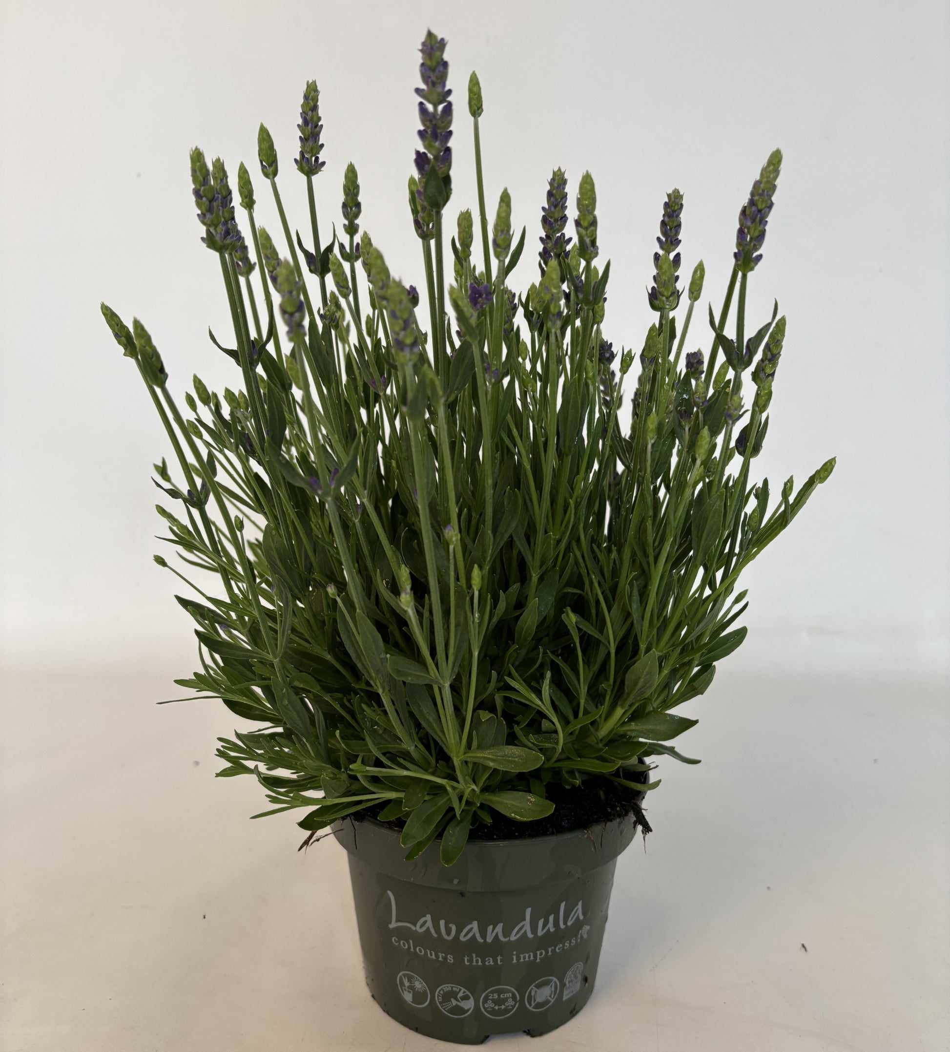 Lavandula "Spear Blue" 25cm 13cm Pot