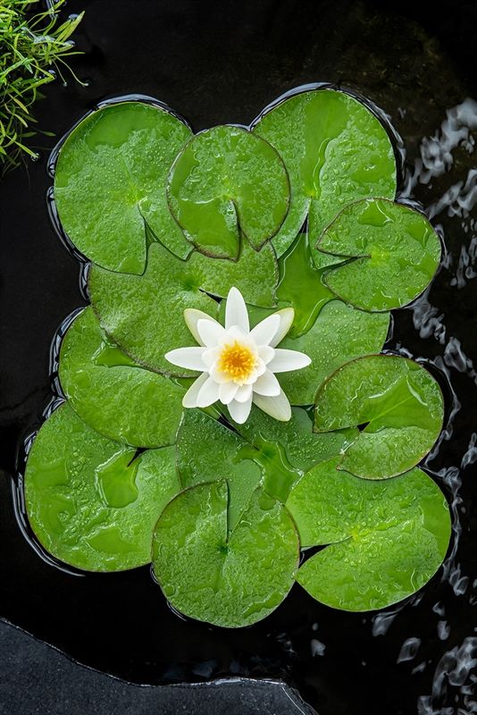 Nymphaea alba 30cm 18cm Pot