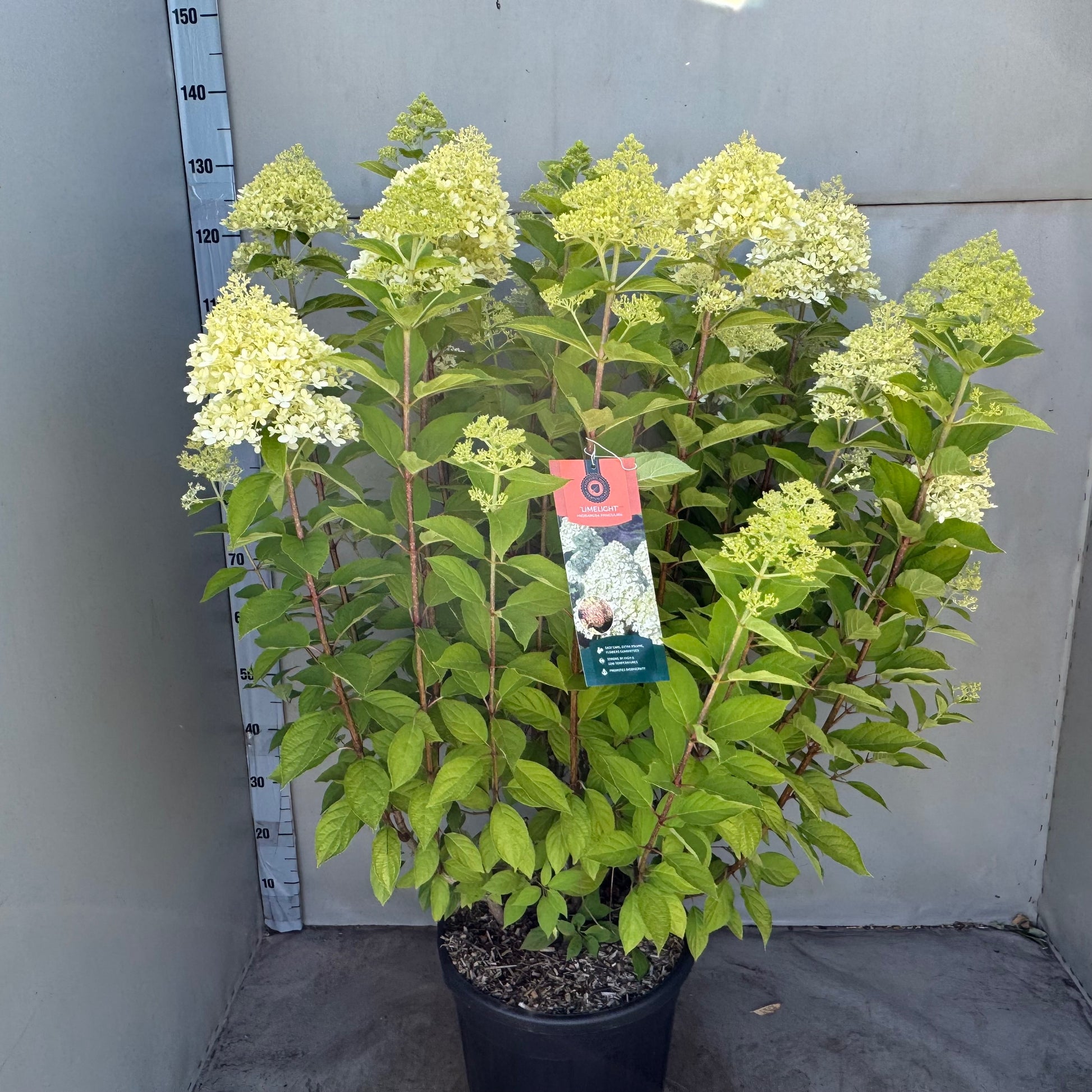 Hydrangea pan. Limelight 60cm 35cm Pot