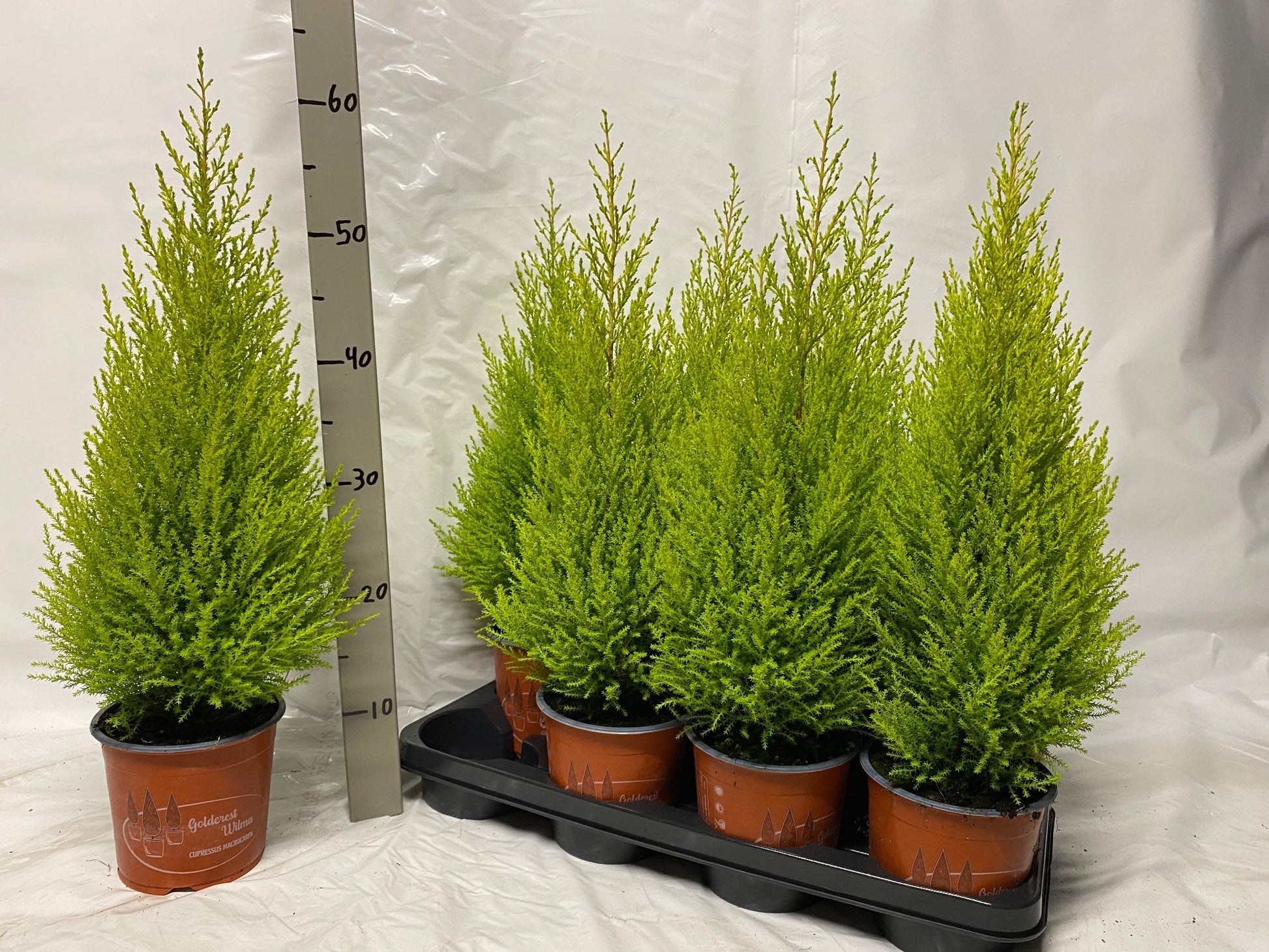 Bram plant Cupressus Goldcrest Wilma Pack of 8