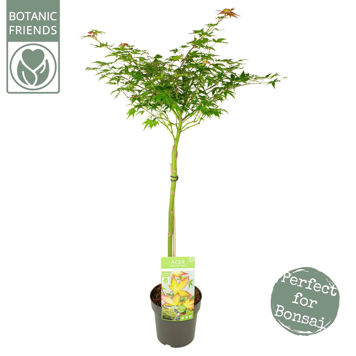 Acer Little Princess 90cm 19cm Pot