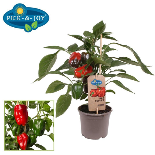 PICK&JOY Pepper red 45cm 14cm Pot