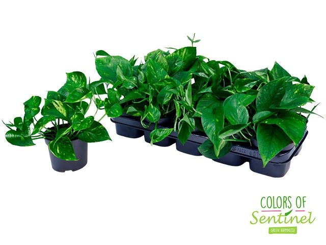 Sentinel BV Epipremnum Aureum Pack of 10