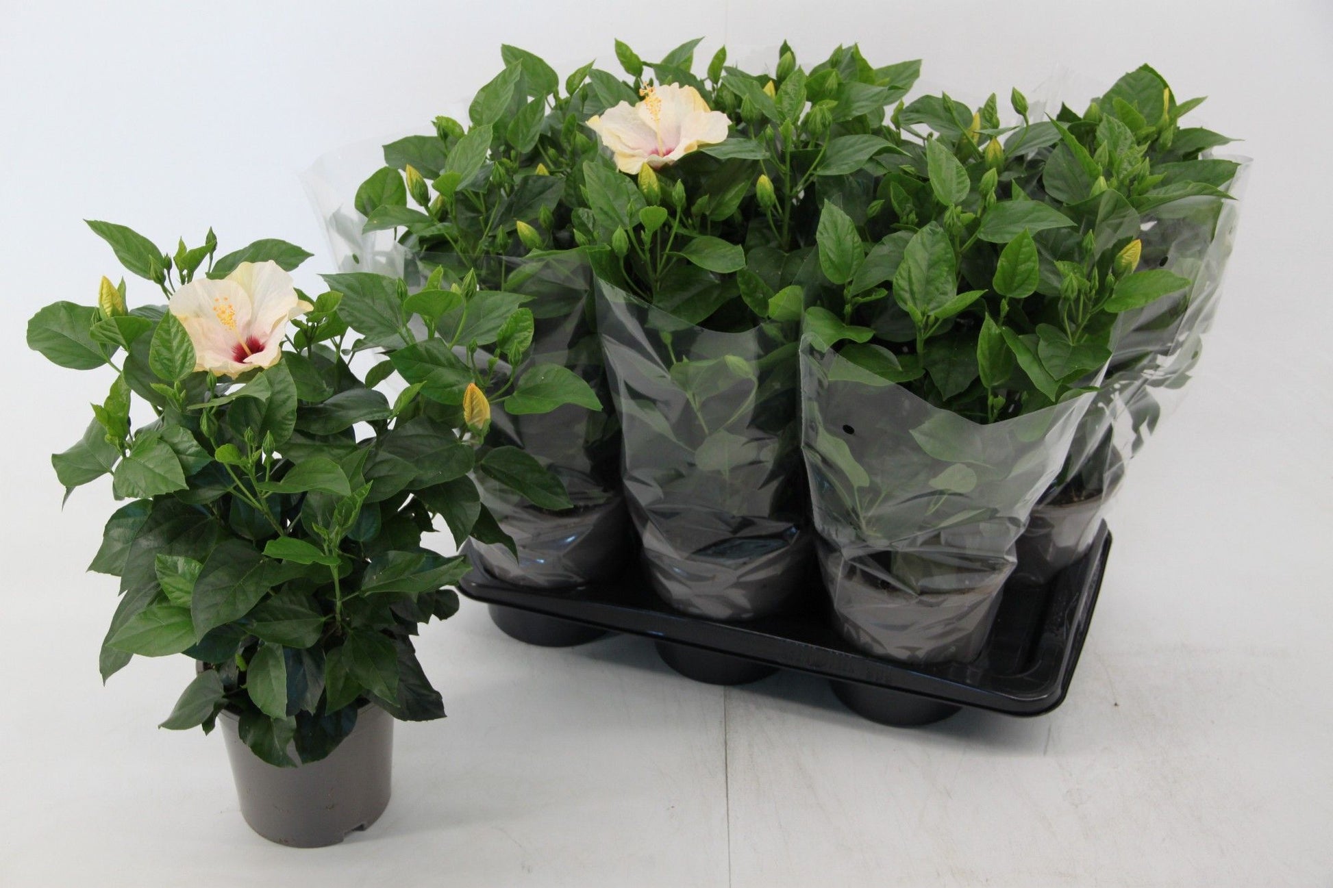 Hibiscus rosa-sinesis Venetie white 50cm 17cm Pot