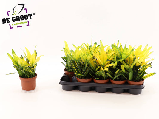 Codiaeum Sunny Star 30cm 12cm Pot
