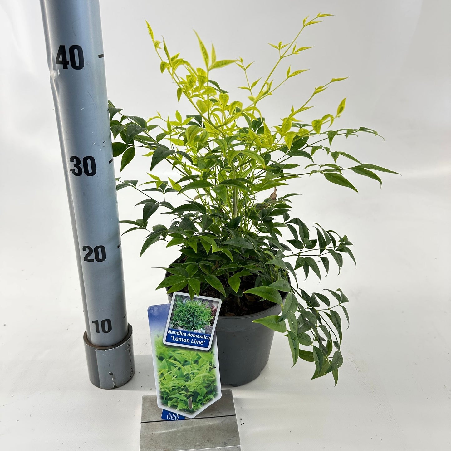 Nandina domestica Lemon & Lime 40cm 17cm Pot