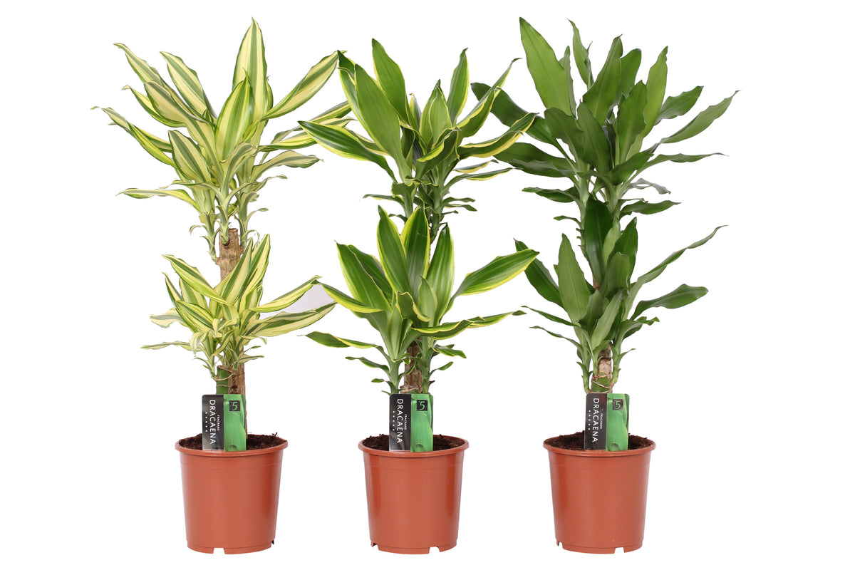 Dracaena frag. mix 80cm 17cm Pot