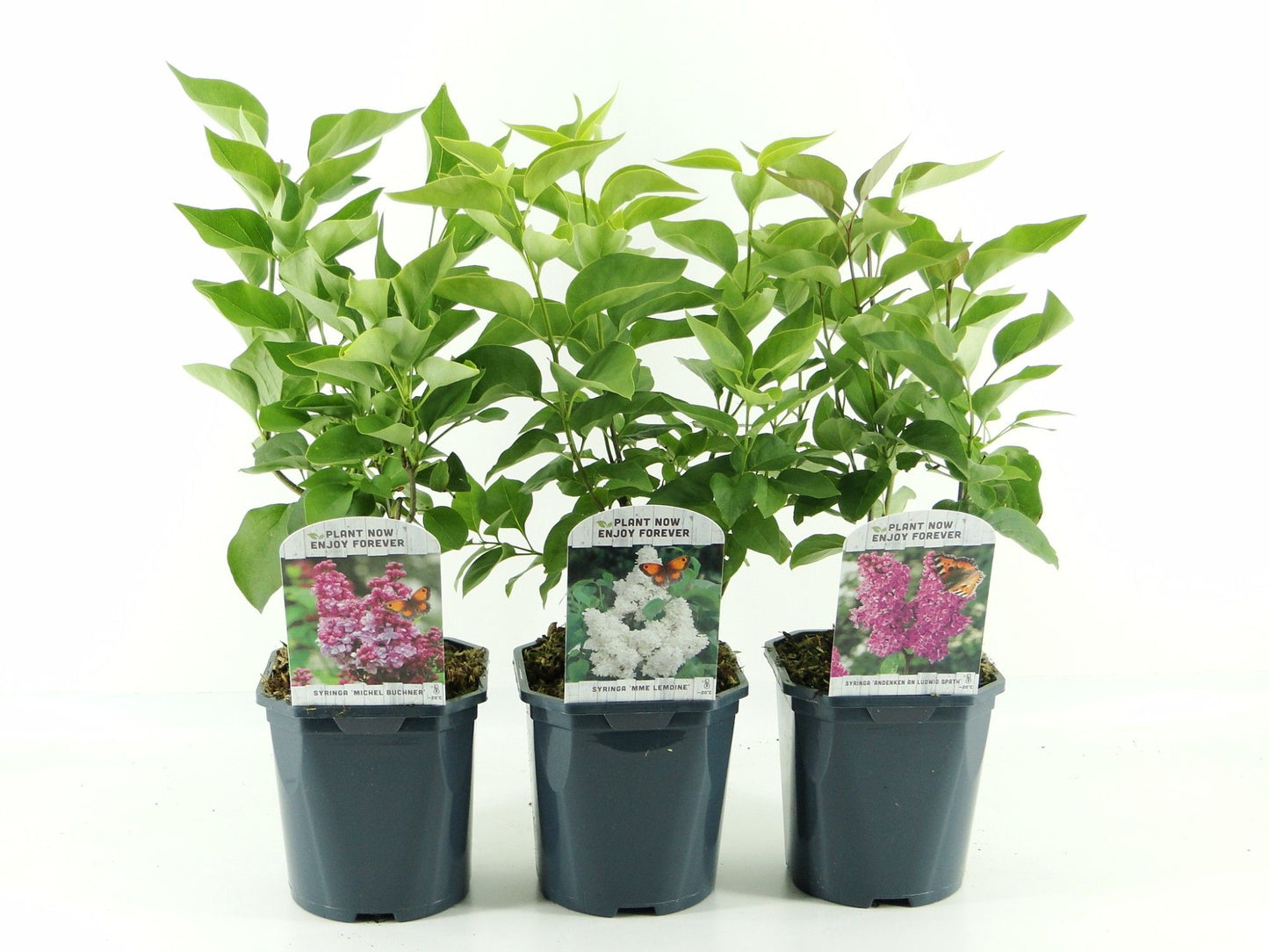 Syringa vulgaris 40cm 17cm Pot
