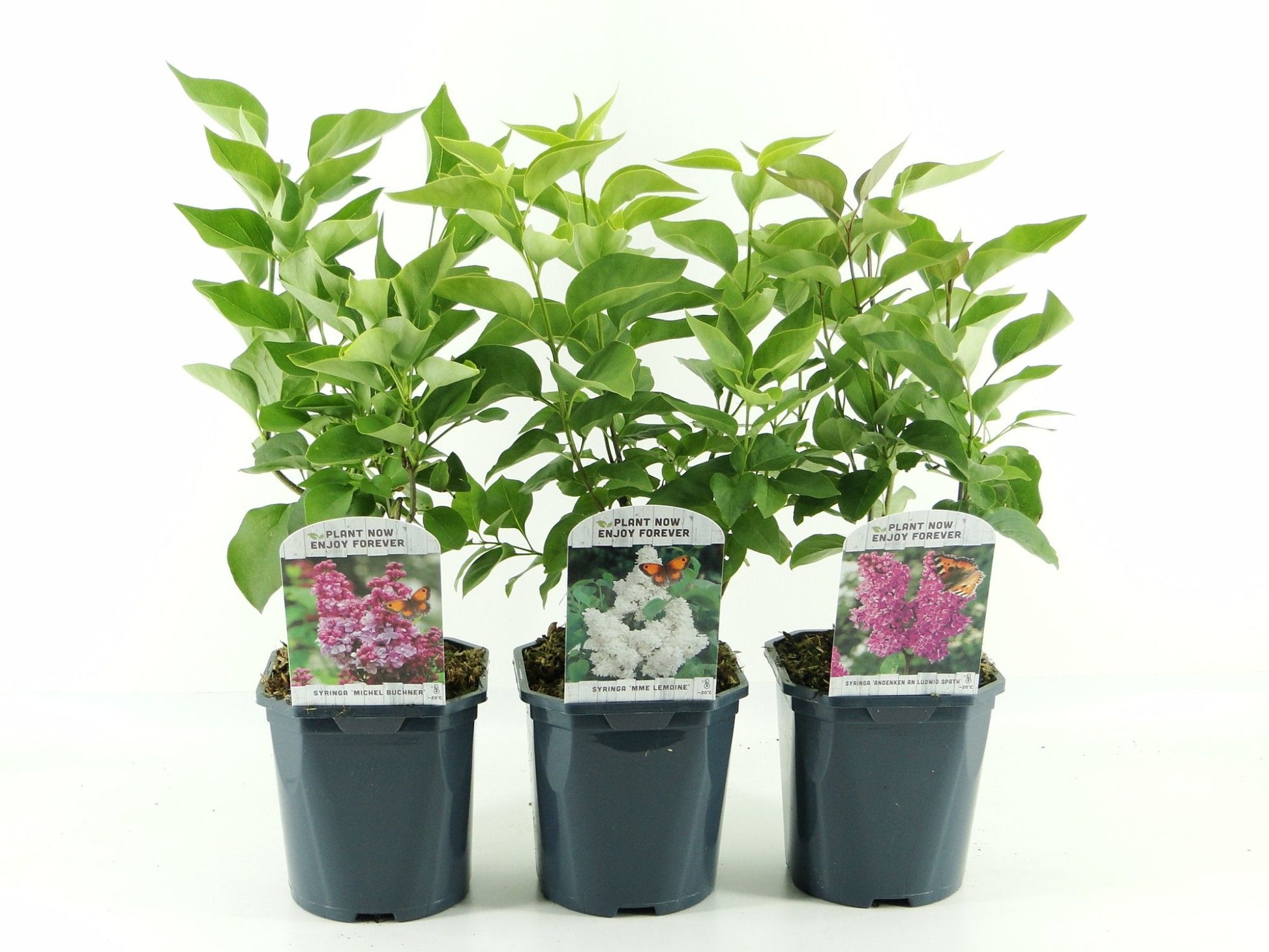 Syringa vulgaris 40cm 17cm Pot