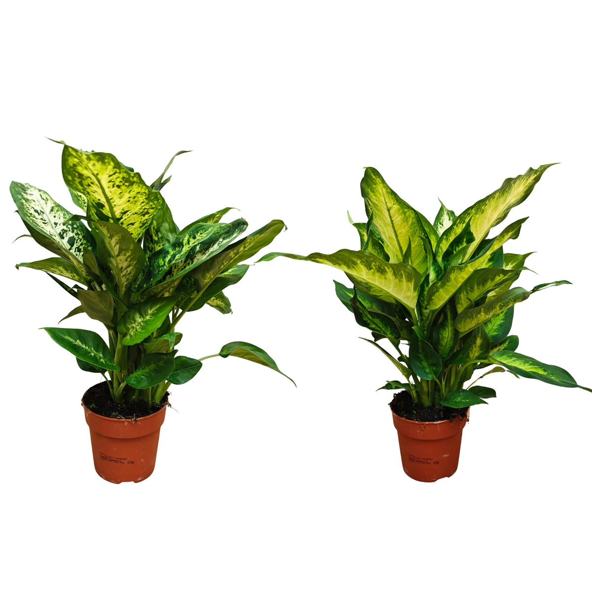 Dieffenbachia mix 40cm 12cm Pot