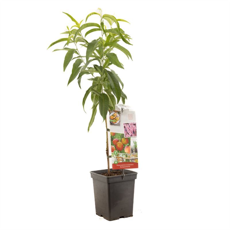 Prunus per. Nectarine Dwarf 90cm 18cm Pot