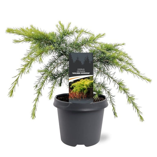 Cedrus deo. Golden Horizon 50cm 23cm Pot
