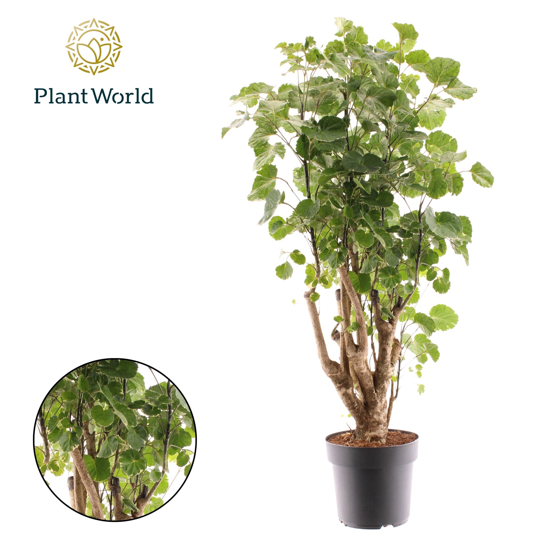 Polyscias scut. Balfourii 80cm 21cm Pot