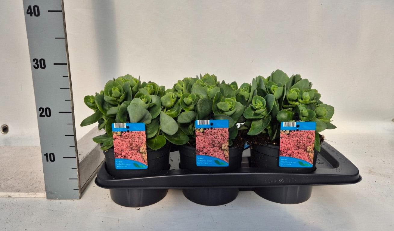 Sedum surrender 35cm 17cm Pot