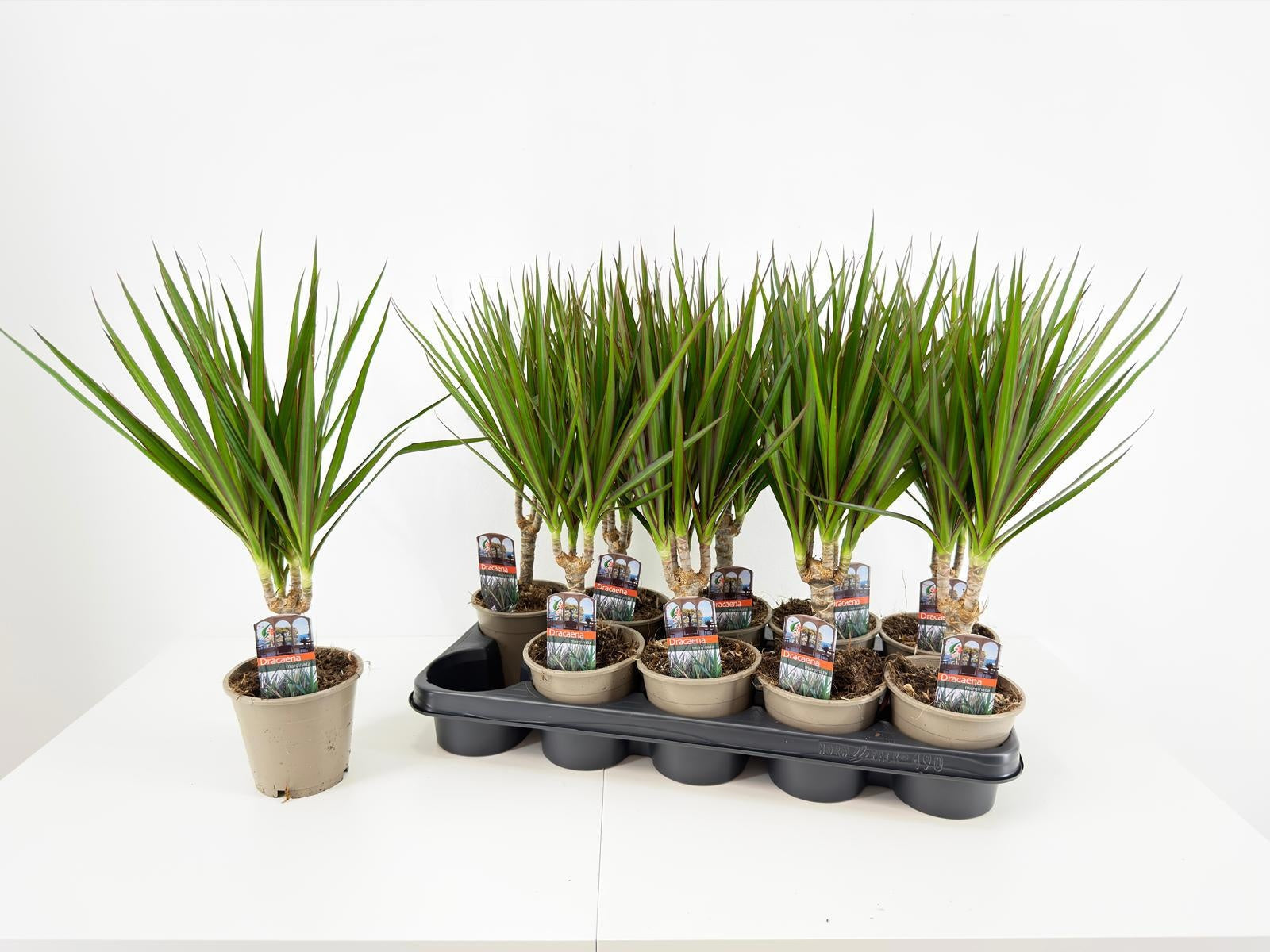 Dracaena marginata 40cm 12cm Pot
