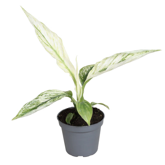 Spathiphyllum hybrid 15cm 6cm Pot