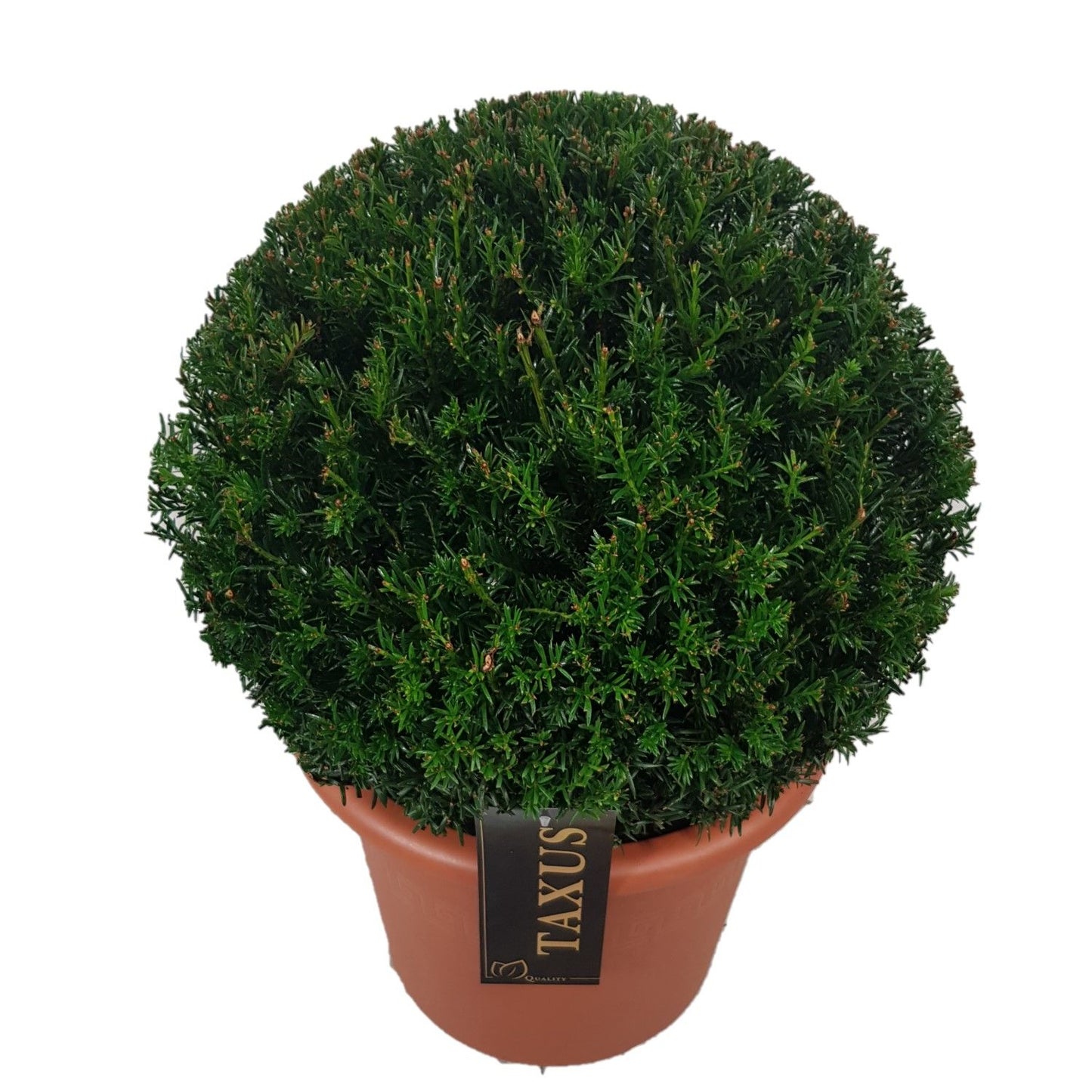 Taxus baccata 43cm 28cm Pot