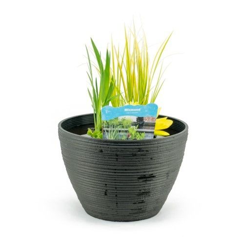 Waterplants 35cm 40cm Pot