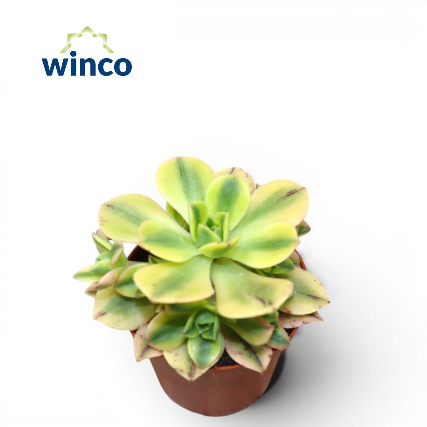 Aeonium Starburst 12cm Special Pot (508)