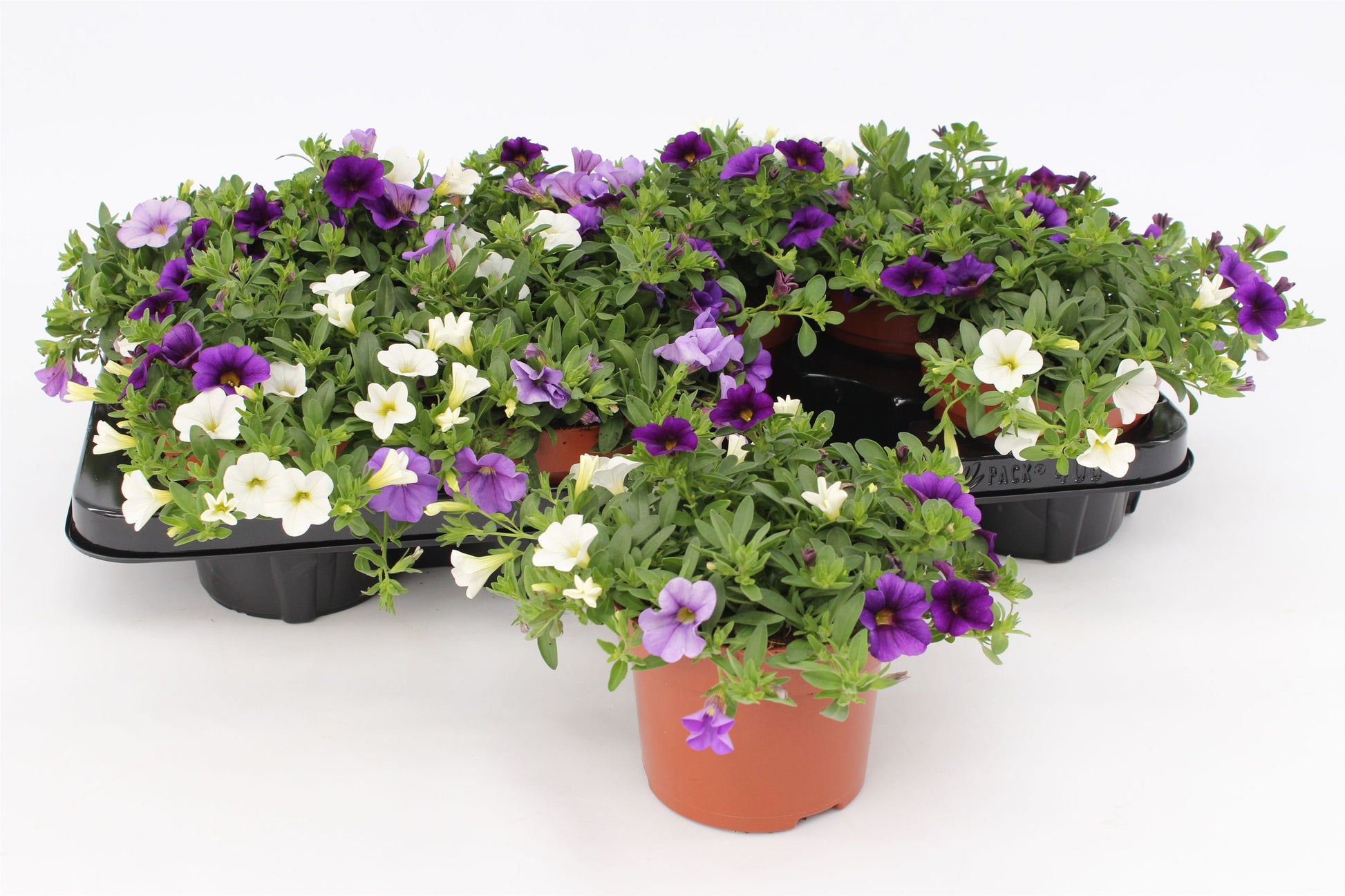 Calibrachoa Mixmasters Voltaire 15cm 13cm Pot