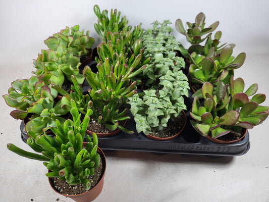 Crassula hybrid 15cm 8.5cm Pot