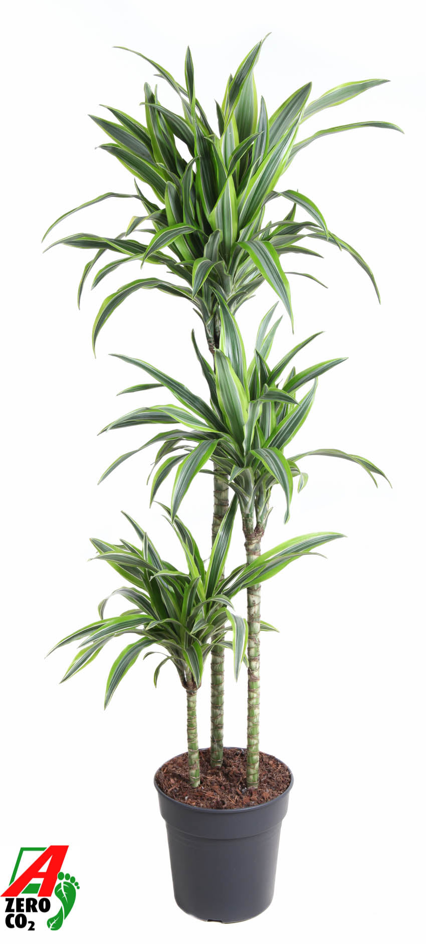 Dracaena fragrans Lemon Lime 90-60-30 140cm 24cm Pot