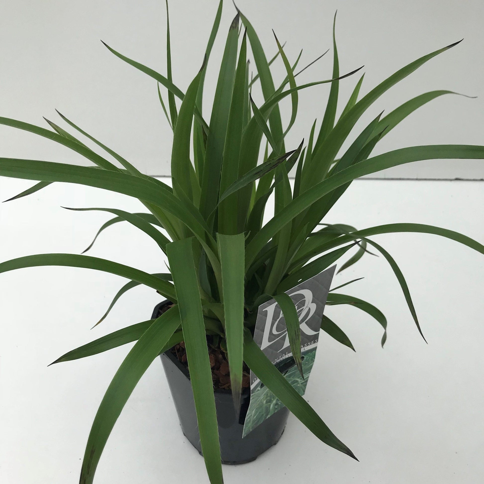 Luzula sylvatica 30cm 17cm Pot