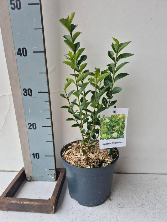 Ligustrum ovalifolium 40cm 17cm Pot