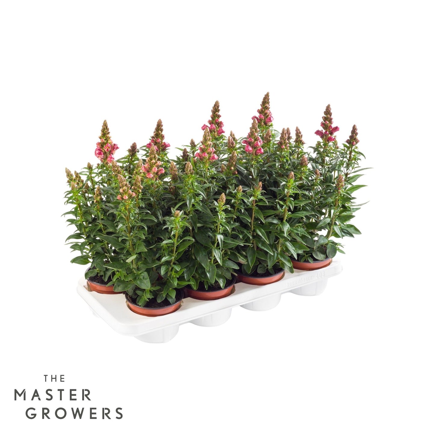 Antirrhinum orange 35cm 12cm Pot