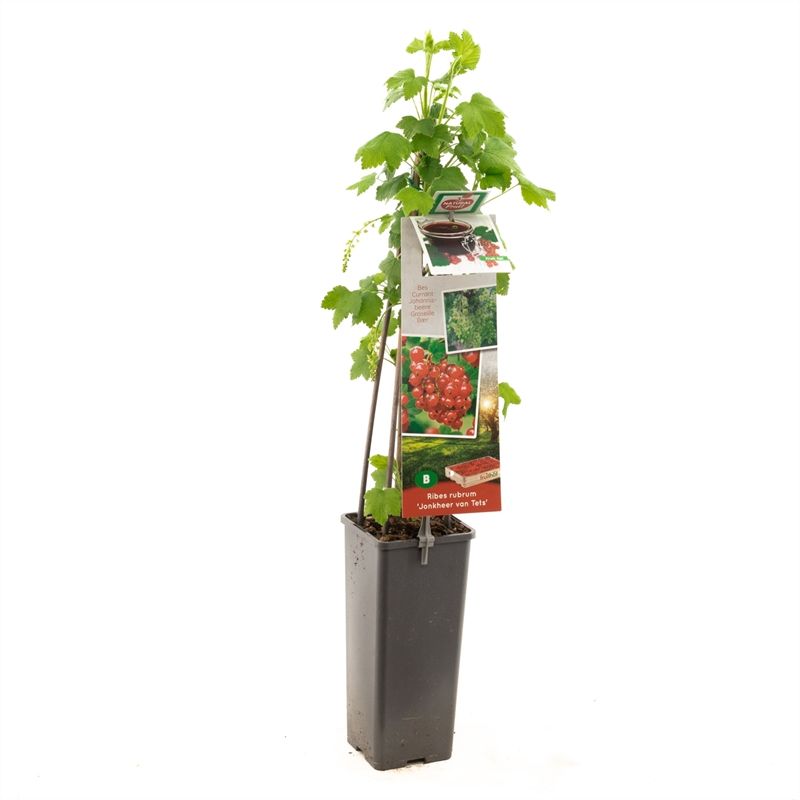 Ribes rub. Jonkheer van Tets 60cm 11cm Pot