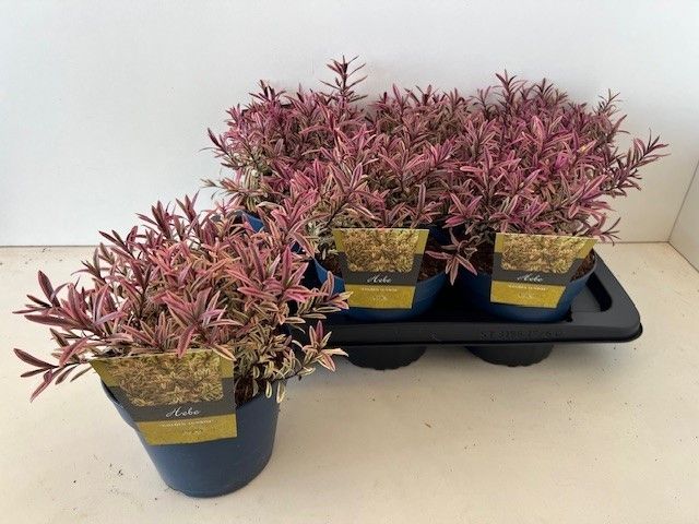 Hebe Golden Sunrise 28cm 17cm Pot
