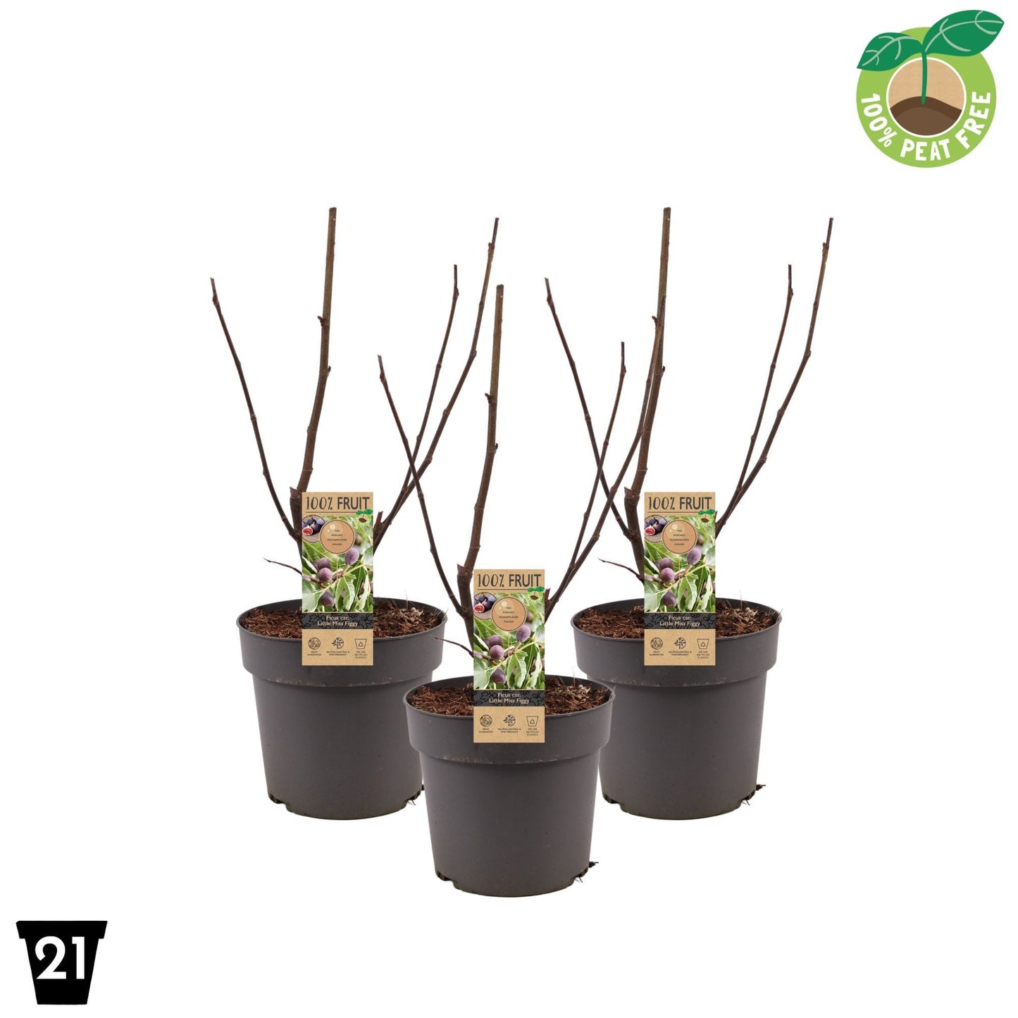 Ficus carica ("Fig")  Little Miss Figgy 60cm 21cm Pot