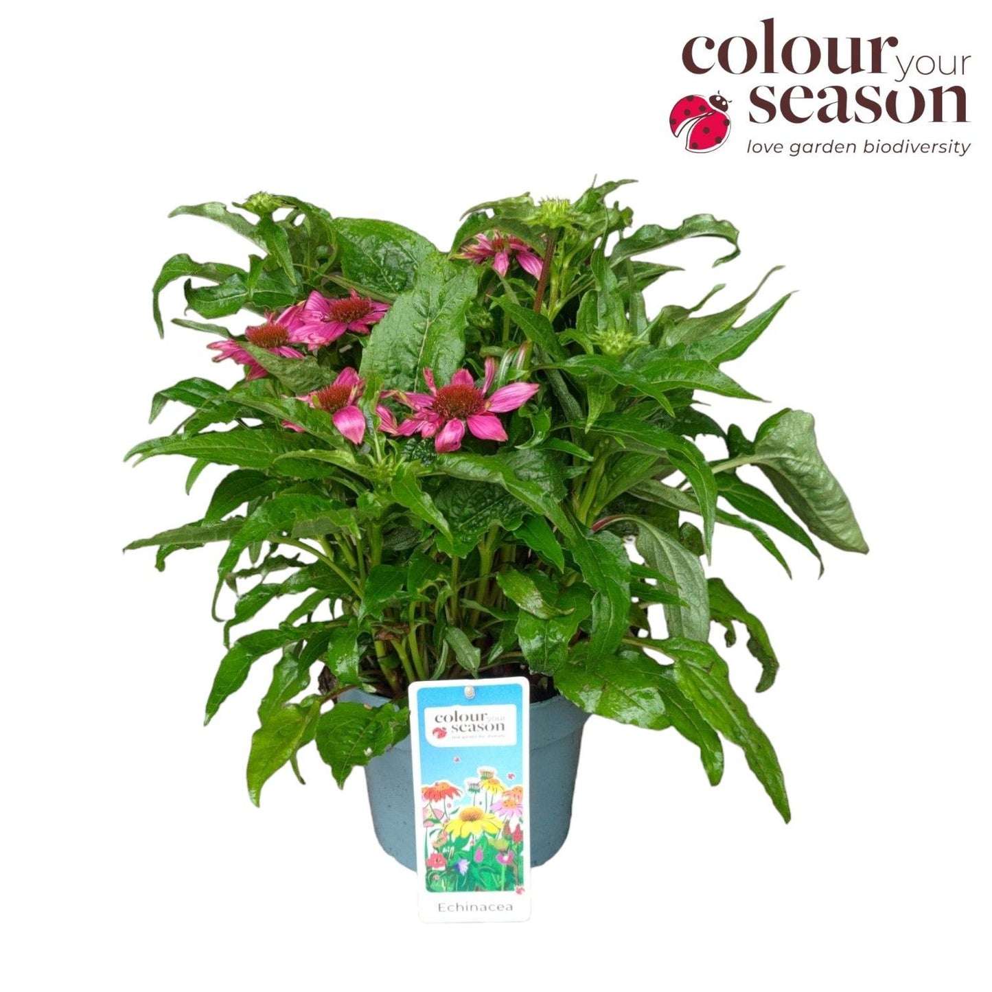 Echinacea pur. Powwow Wild Berry 50cm 19cm Pot