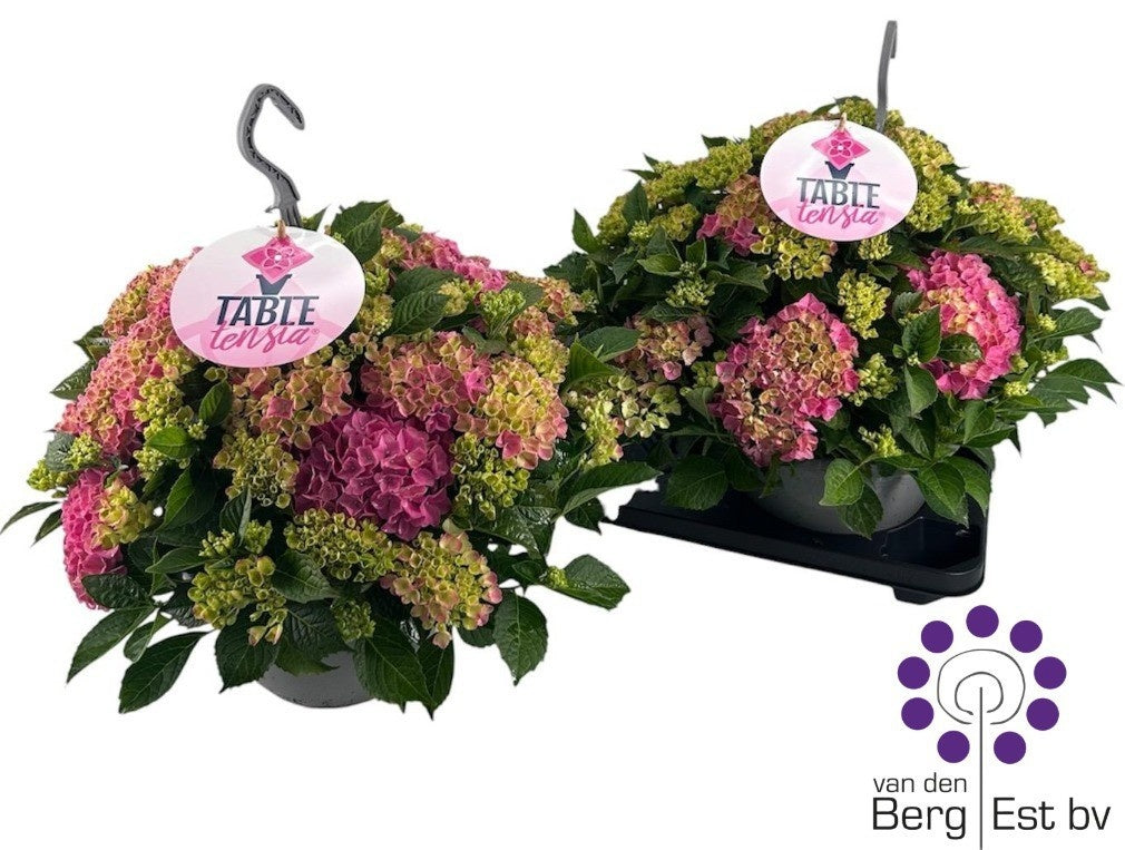 Hydrangea macr. Tabletensia 45cm 23cm Pot